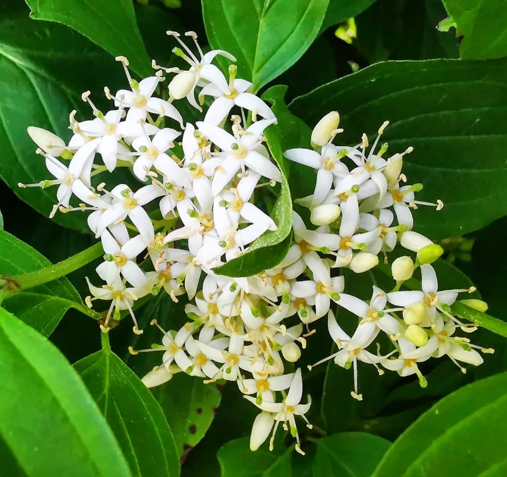 Cornus Walteri