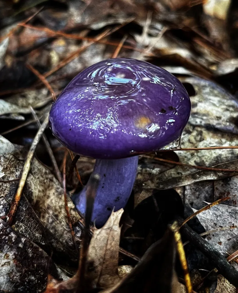 Cortinarius Iodes