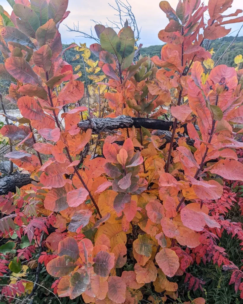 Cotinus Obovatus