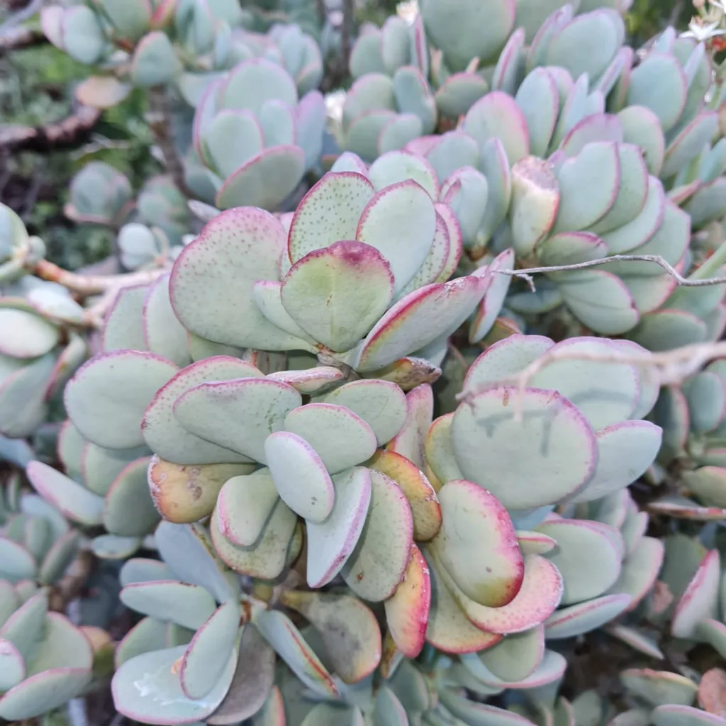 Crassula Arborescens