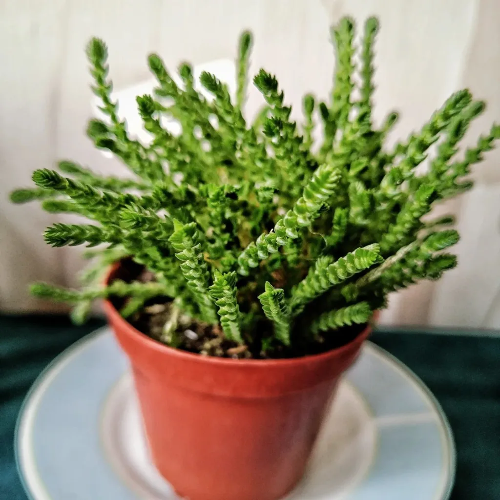 Crassula Muscosa