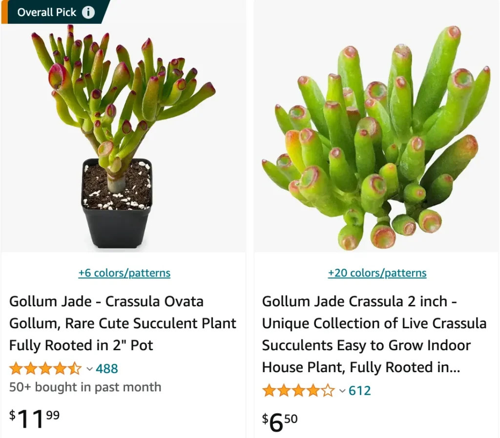 Crassula Ovata Gollum | Monsteraholic