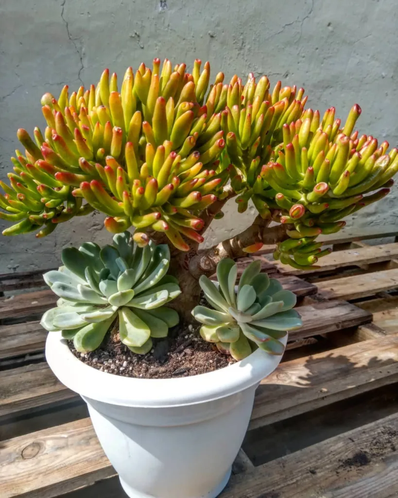 Crassula Ovata Gollum