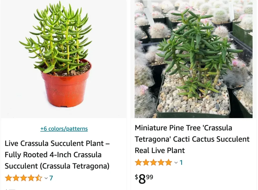 Crassula Tetragona | Monsteraholic