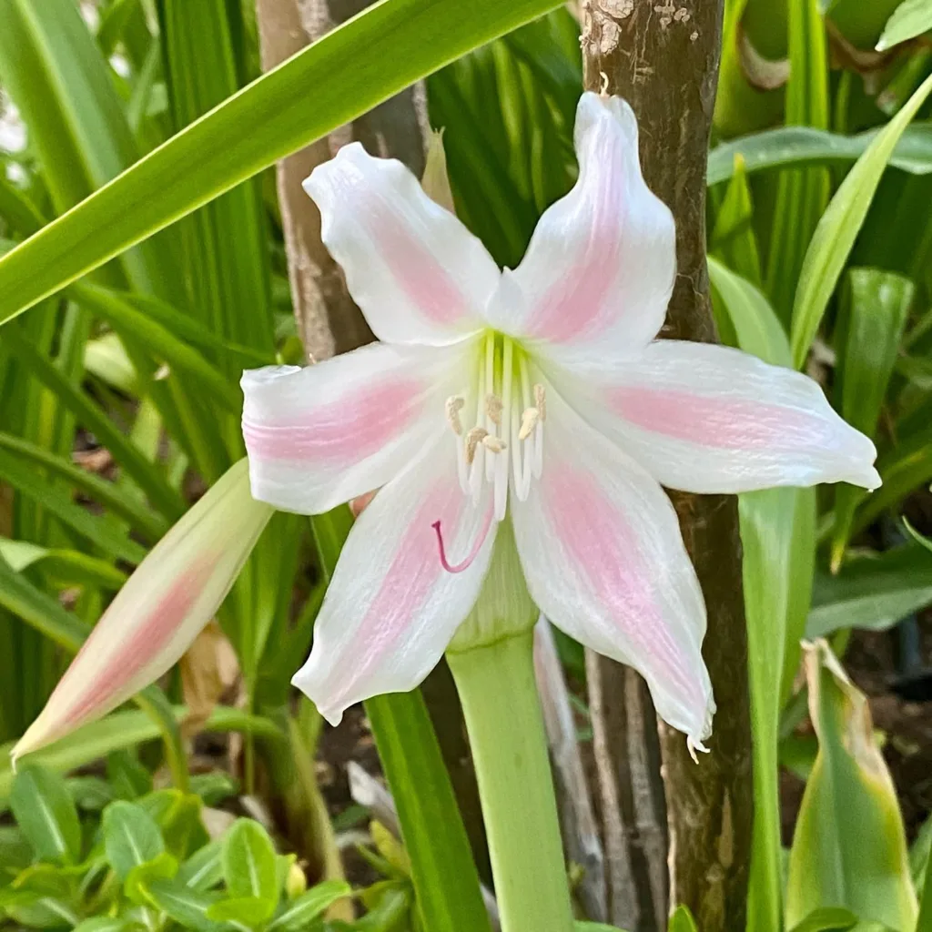 Crinum Latifolium