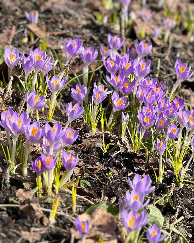 Crocus Tommasinianus