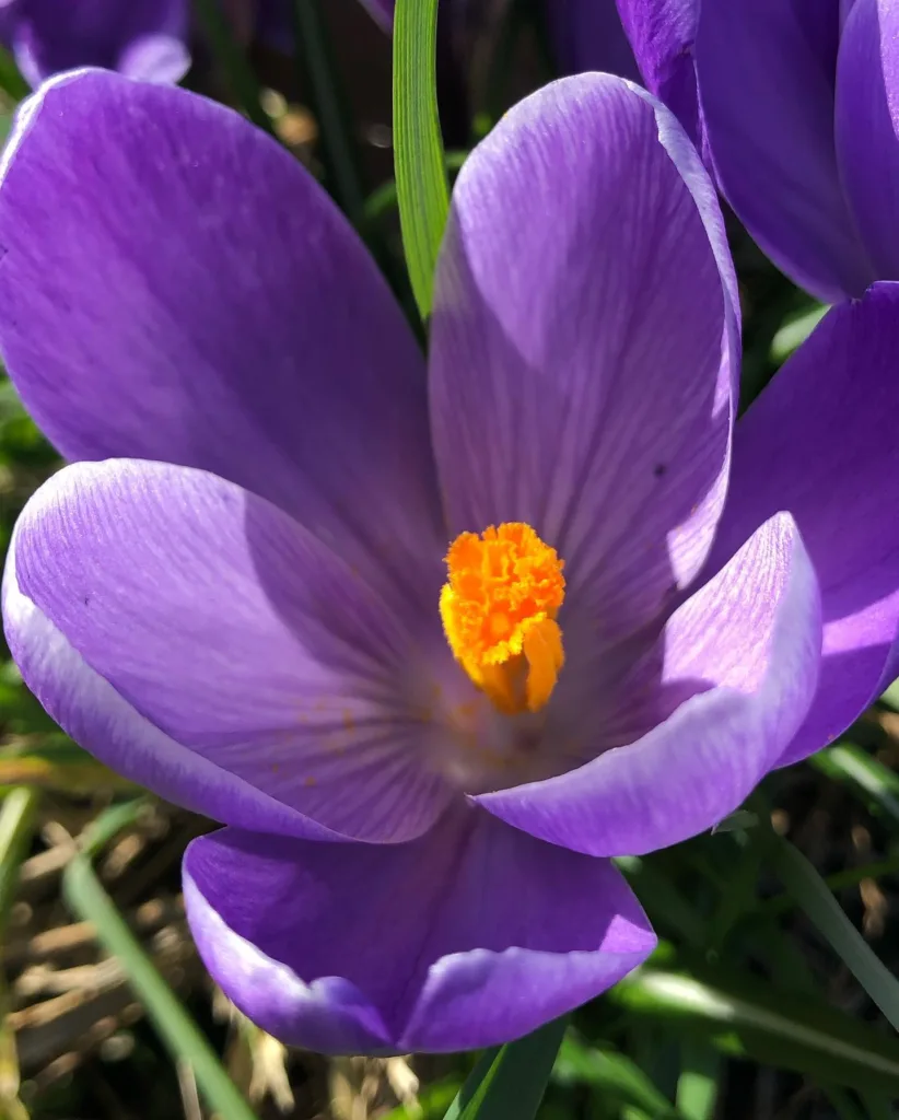 Crocus Vernus