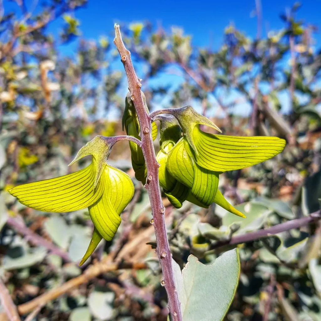 Crotalaria Cunninghamii