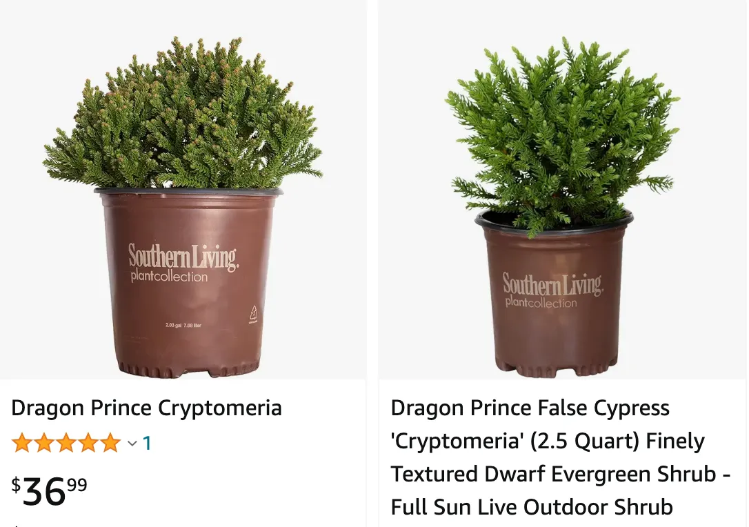 Cryptomeria Dragon Prince | Monsteraholic