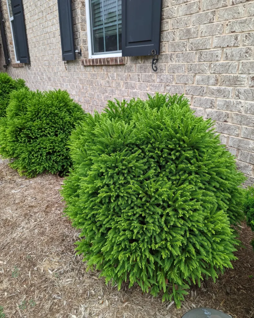 Cryptomeria Globosa Nana