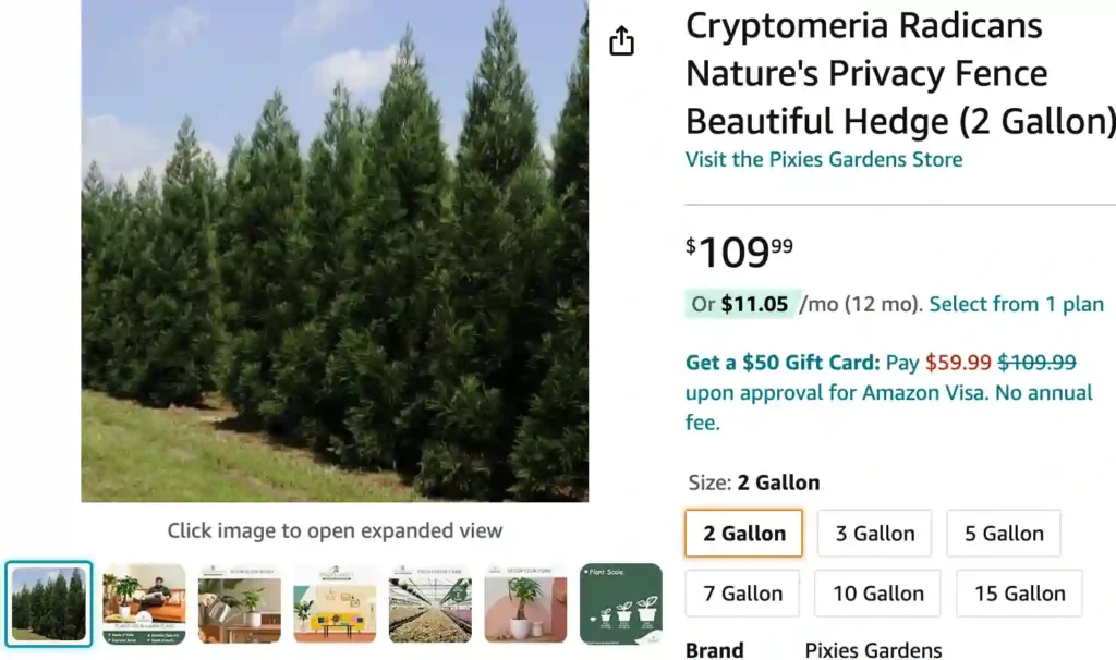 Cryptomeria Radicans | Monsteraholic