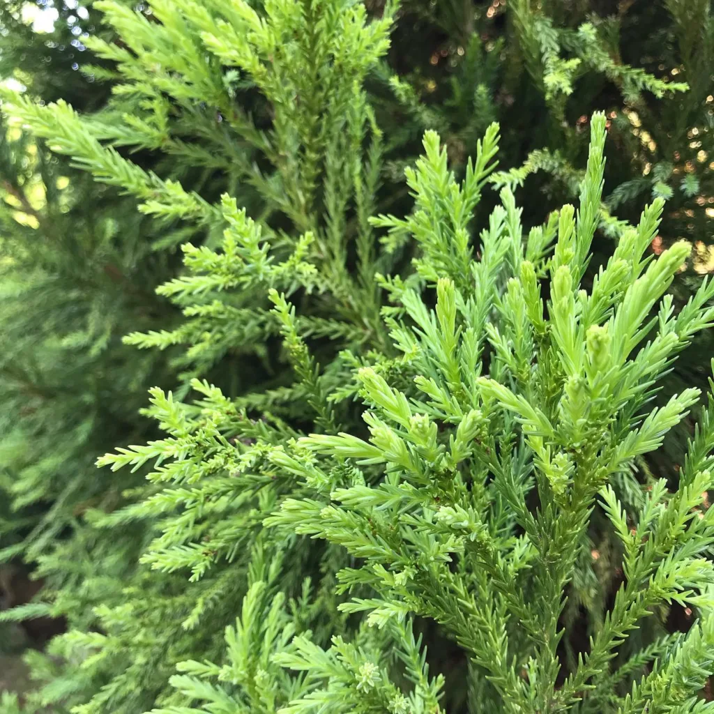 Cryptomeria Radicans