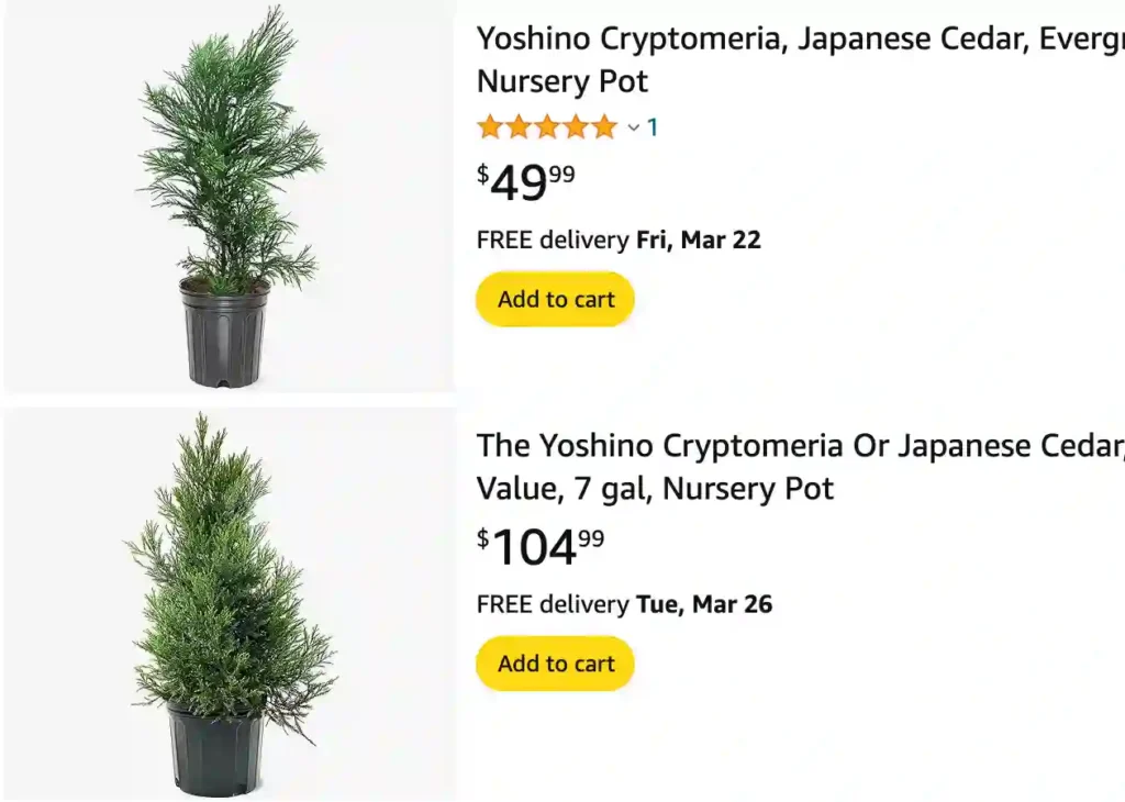 Cryptomeria Yoshino | Monsteraholic