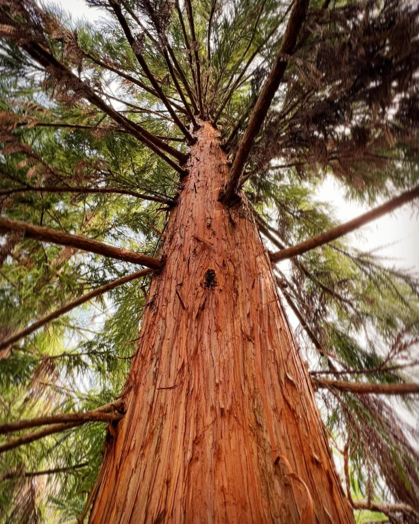 Cryptomeria Yoshino