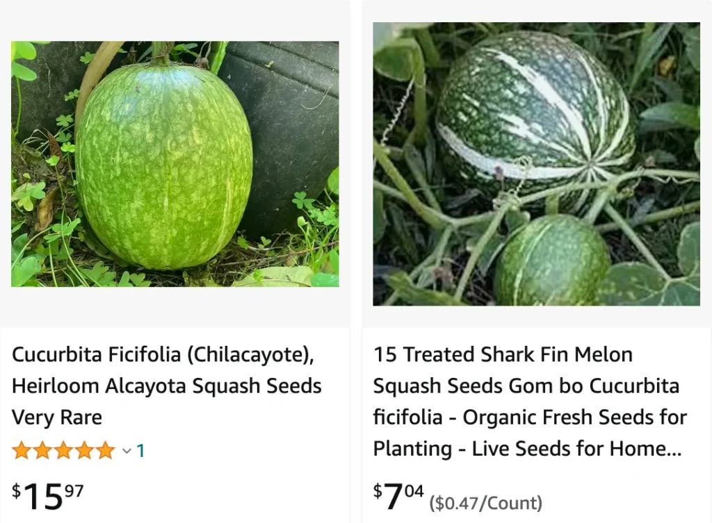 Cucurbita Ficifolia | Monsteraholic