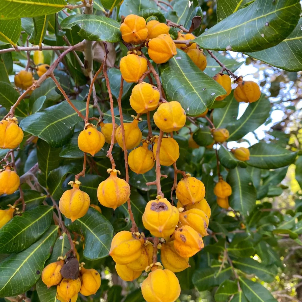 Cupaniopsis Anacardioides