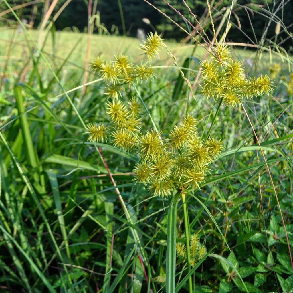 Cyperus Strigosus