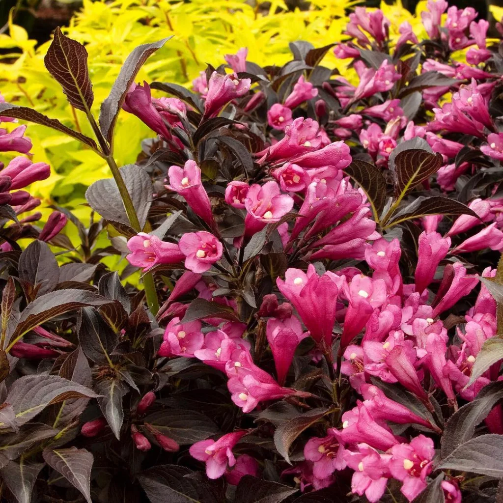 Dark Horse Weigela