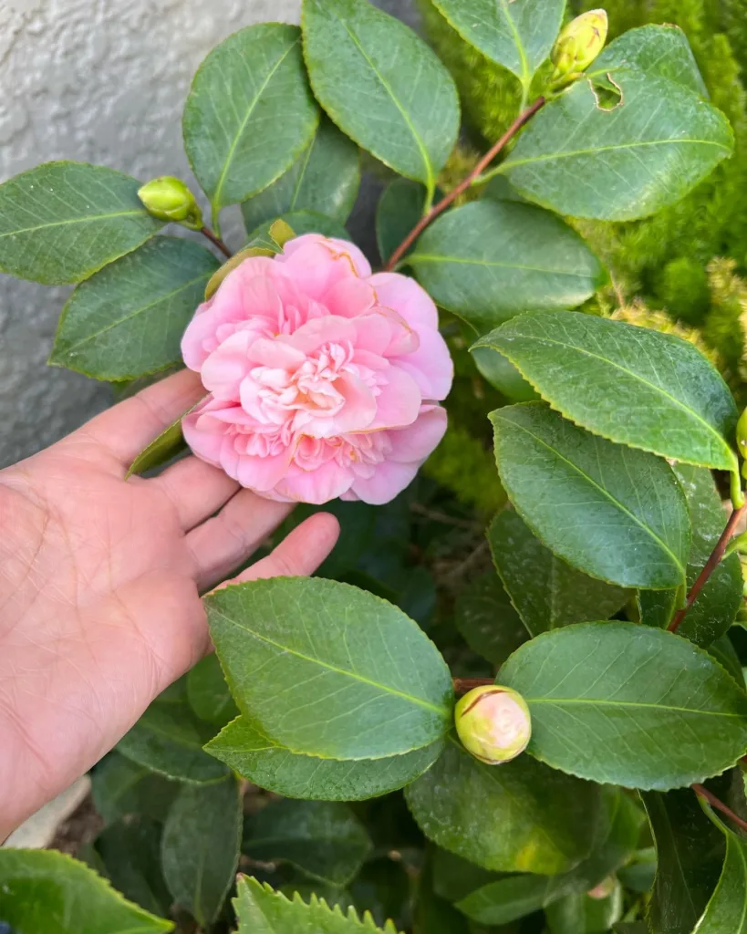 Debutante Camellia