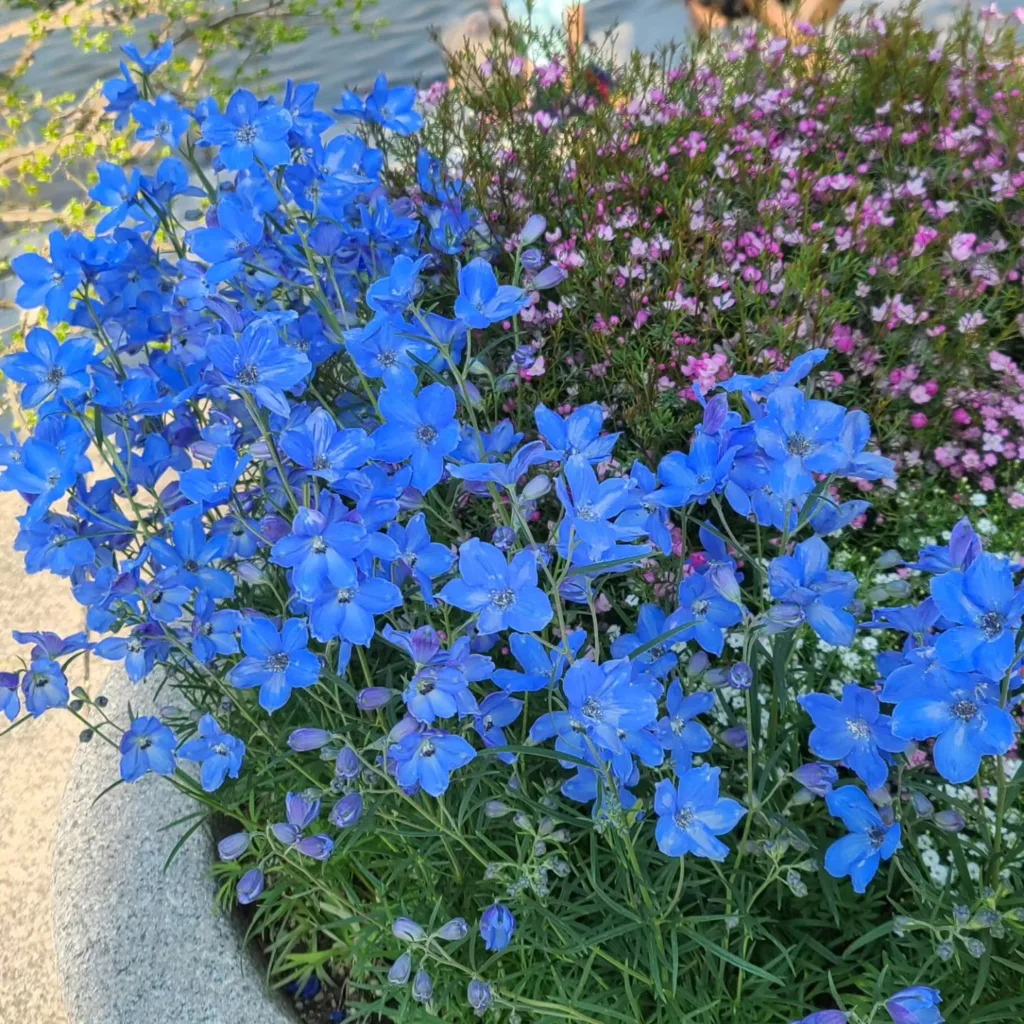 Delphinium Grandiflorum