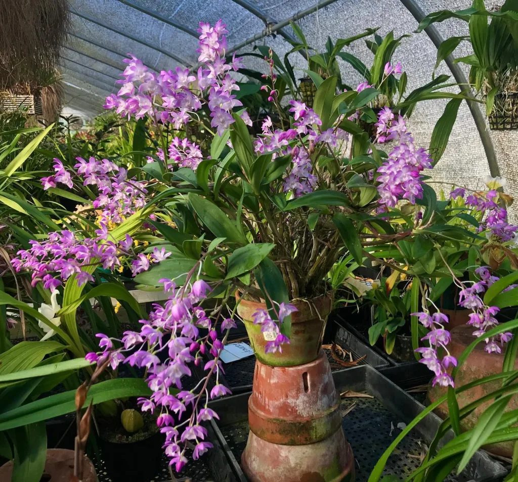 Dendrobium Kingianum