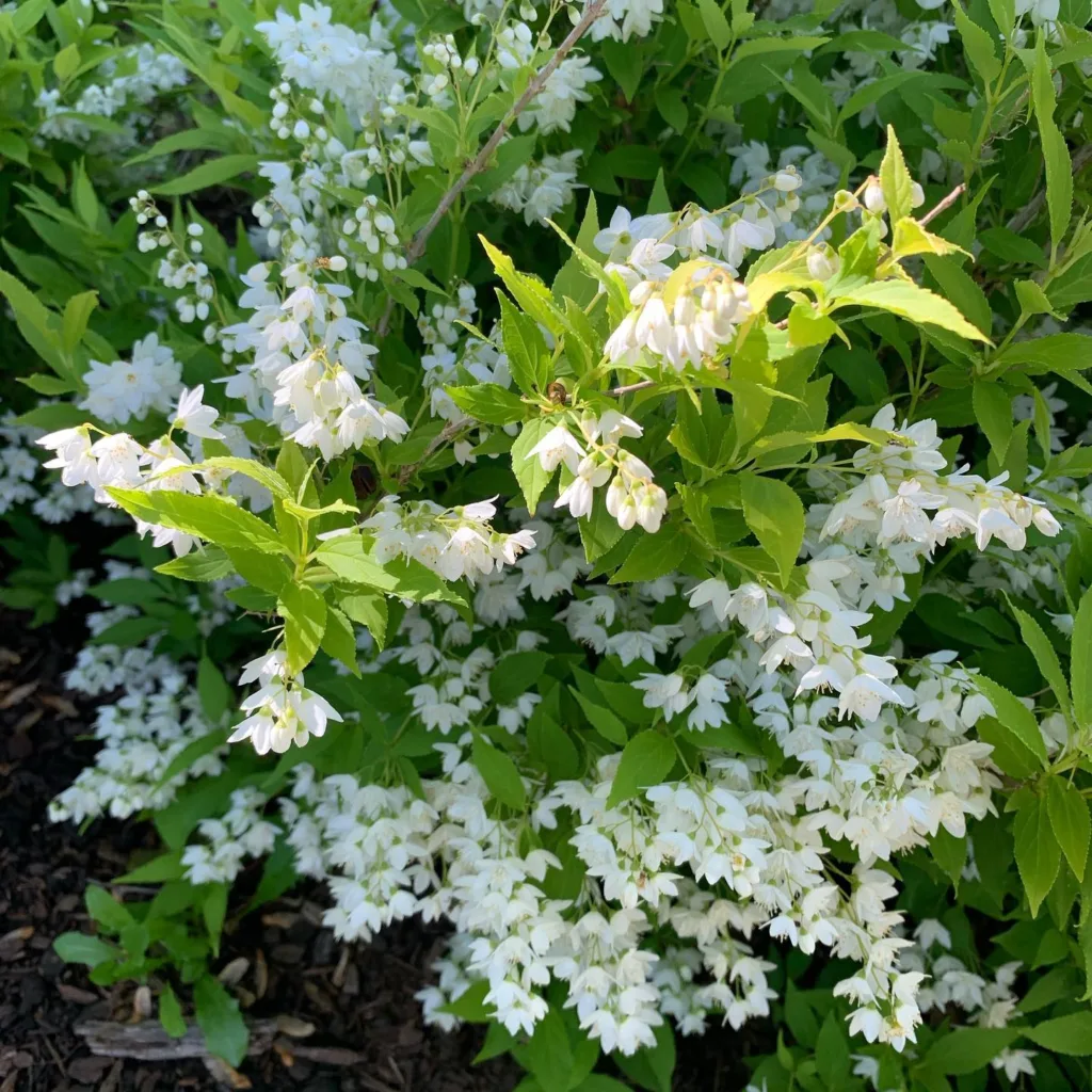 Deutzia Chardonnay Pearls