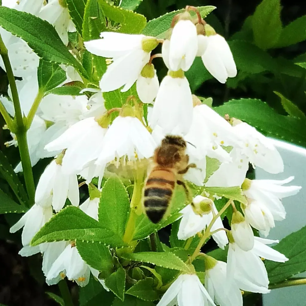 Deutzia Nikko