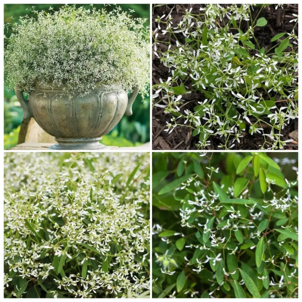 Diamond Frost Euphorbia