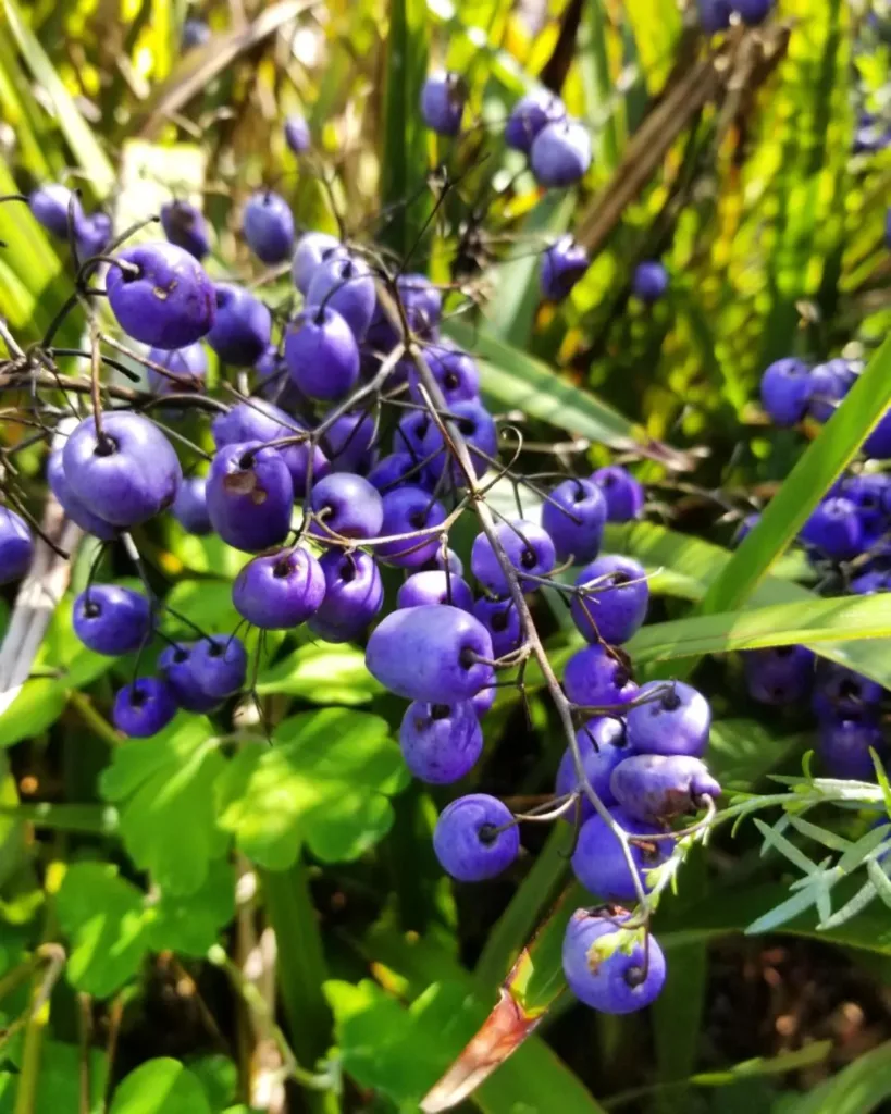 Dianella Tasmanica