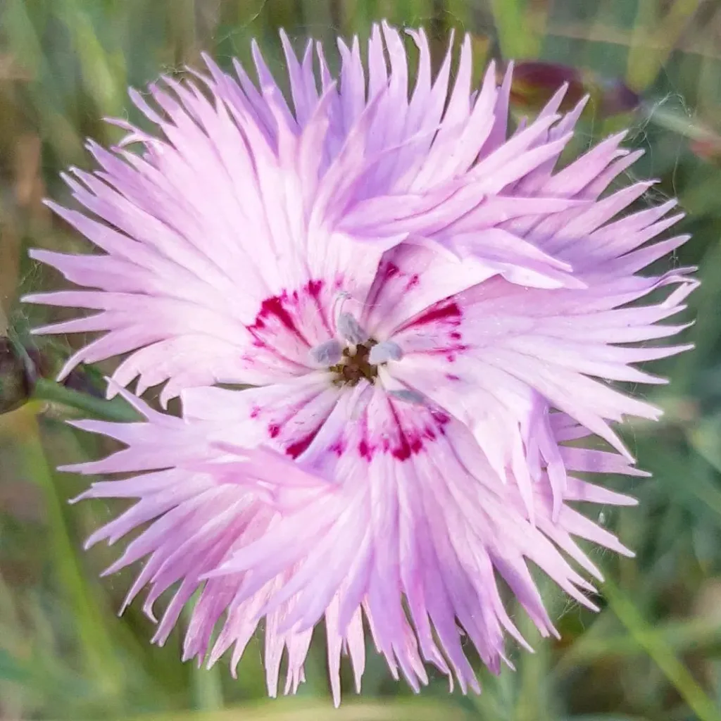 Dianthus Plumarius