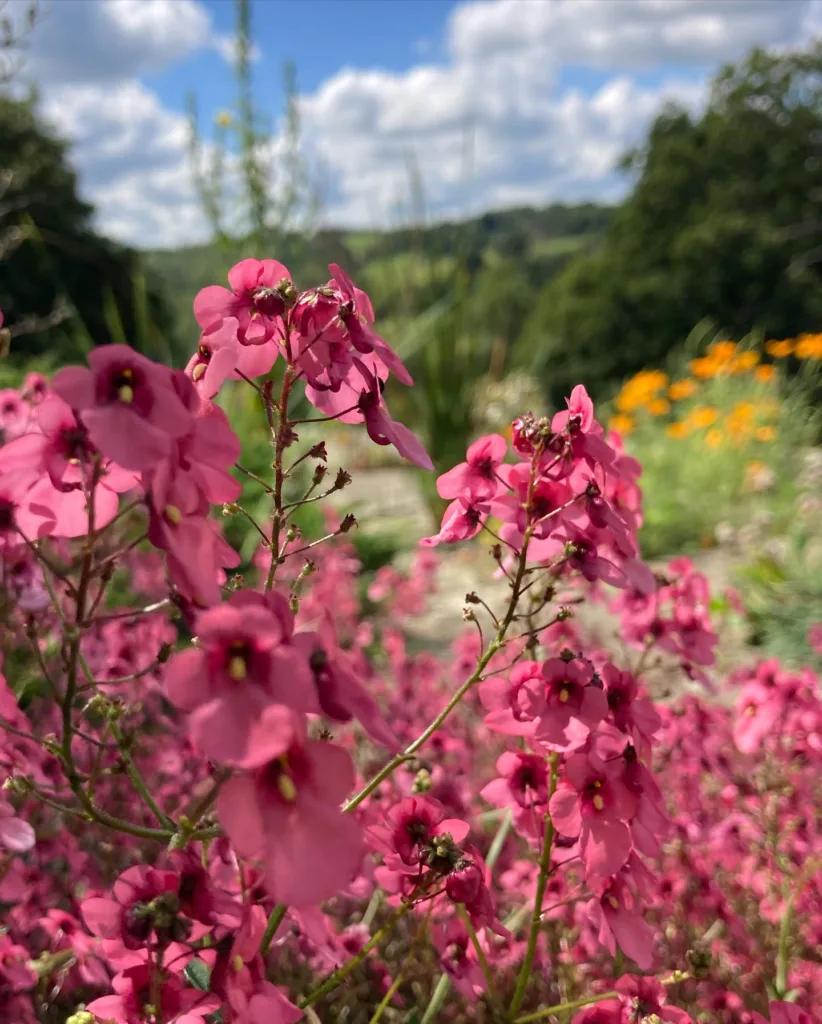 Diascia