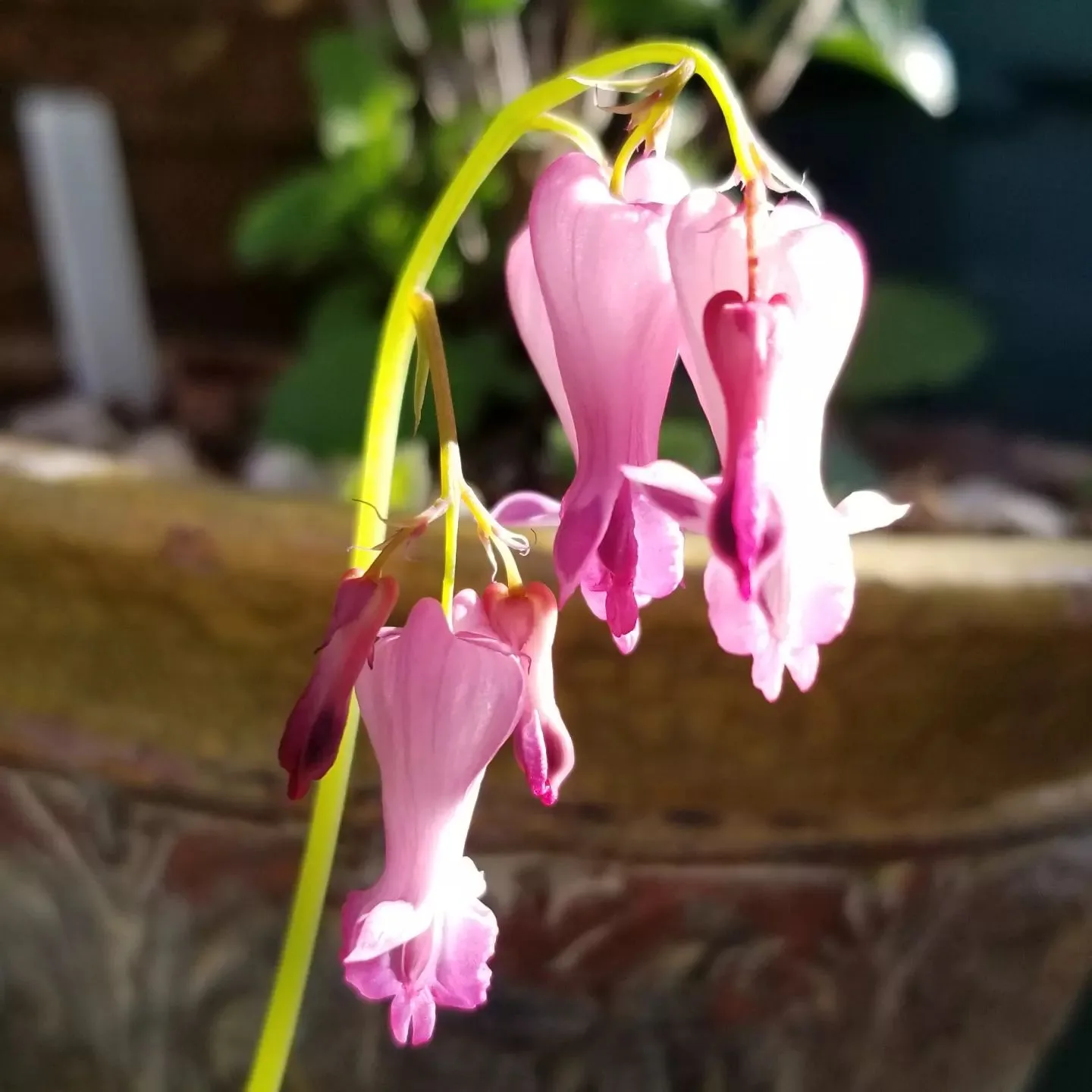 Plant FAQs Dicentra Eximia