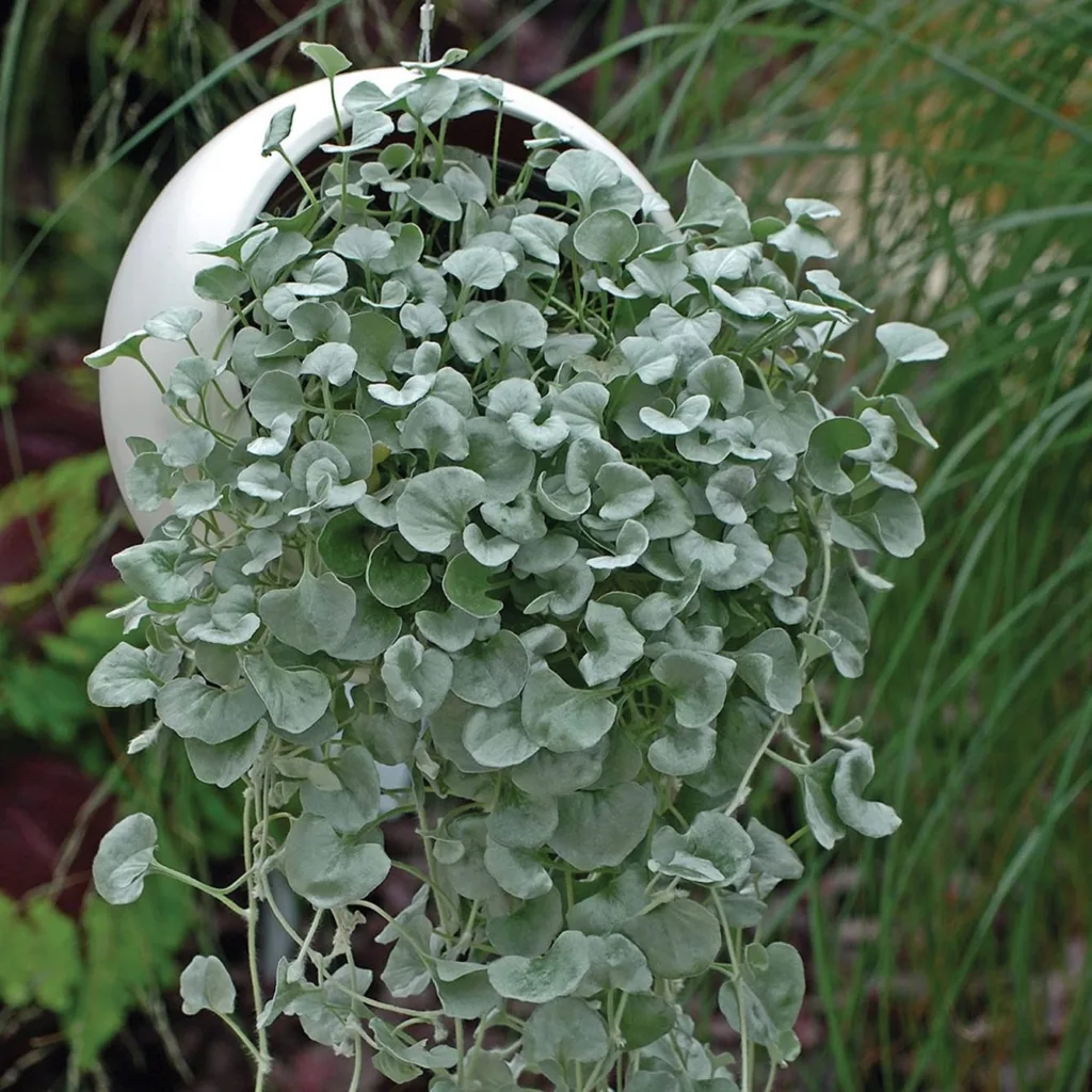 Dichondra Silver Falls