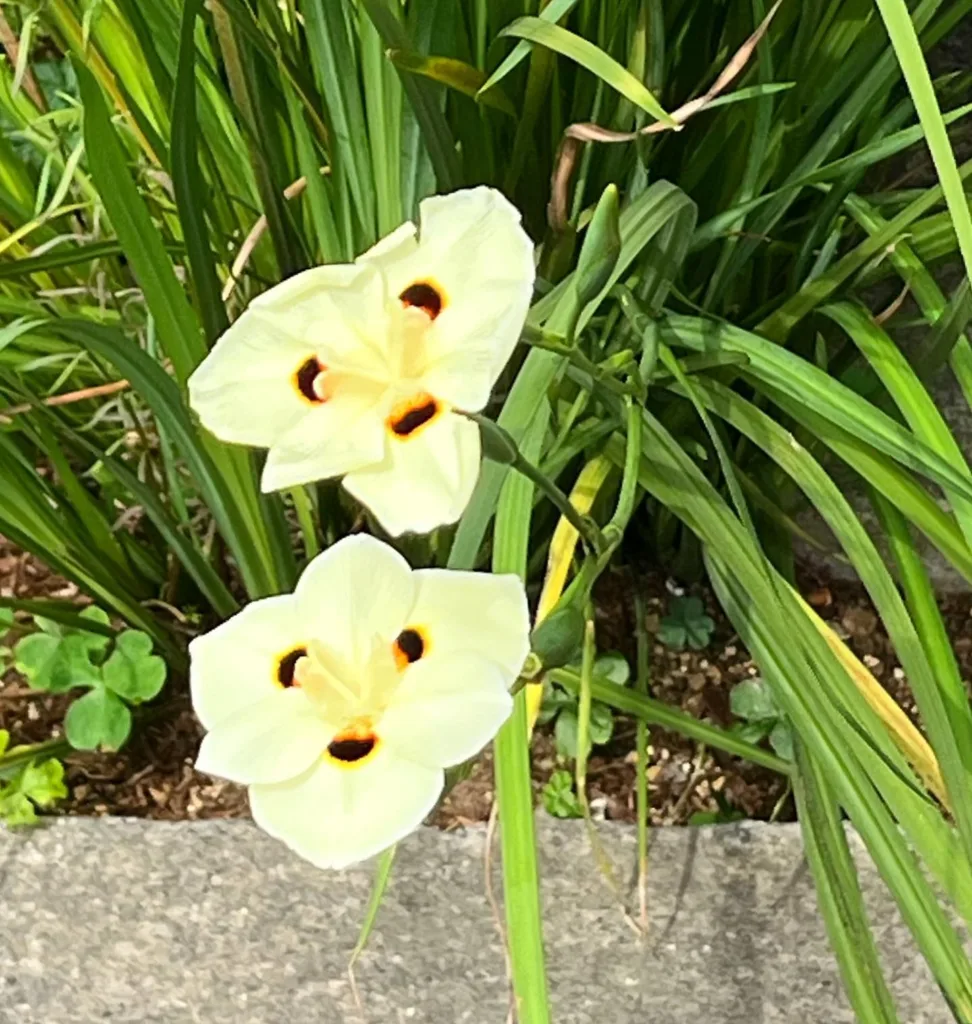 Dietes Bicolor