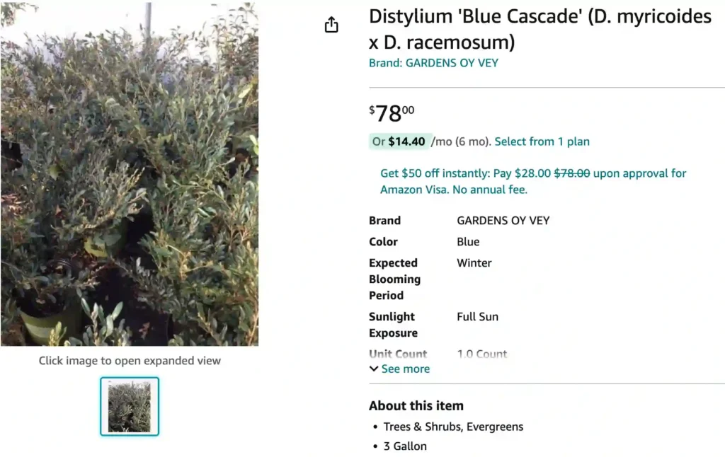 Distylium Blue Cascade | Monsteraholic