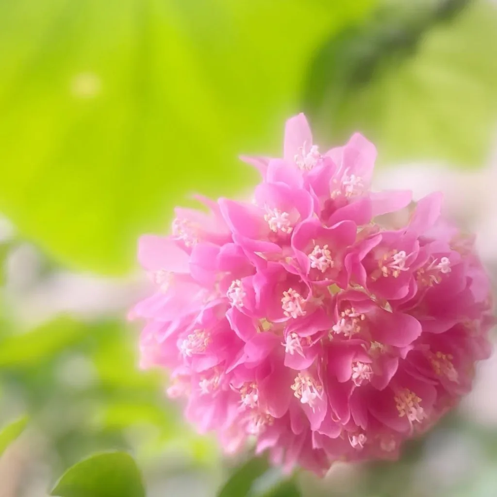 Dombeya Tropical Hydrangea