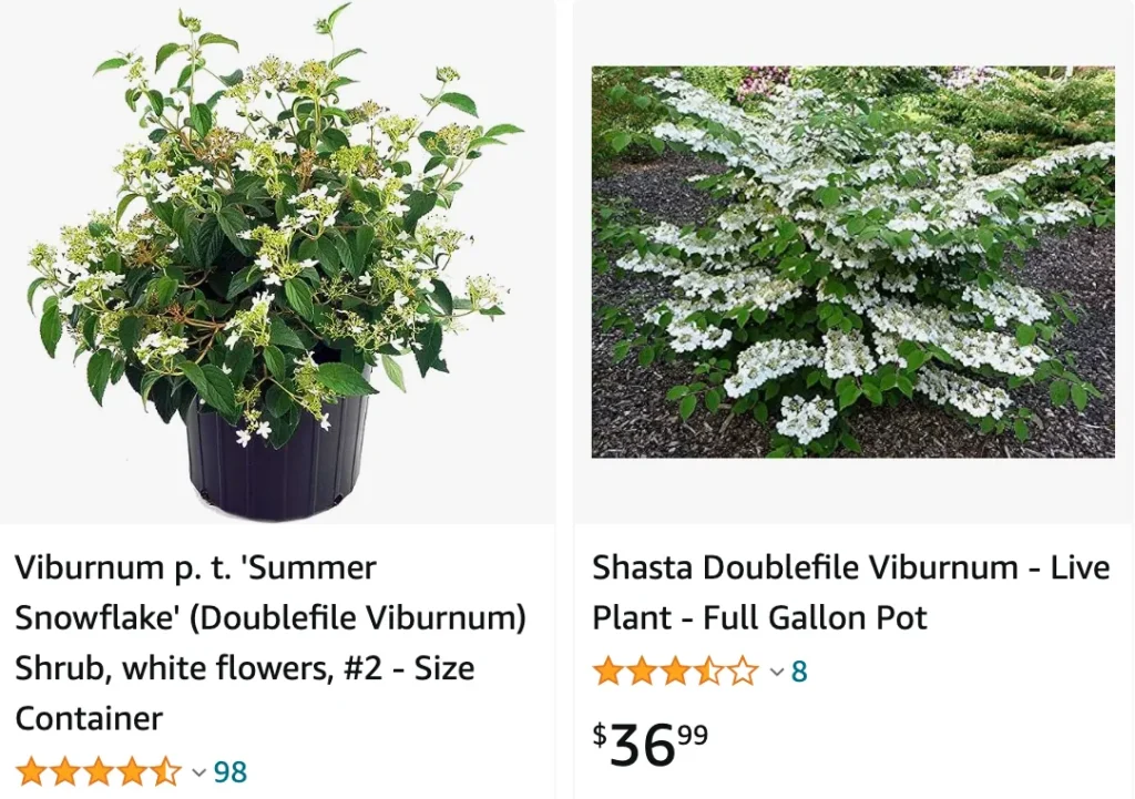 Doublefile Viburnum | Monsteraholic