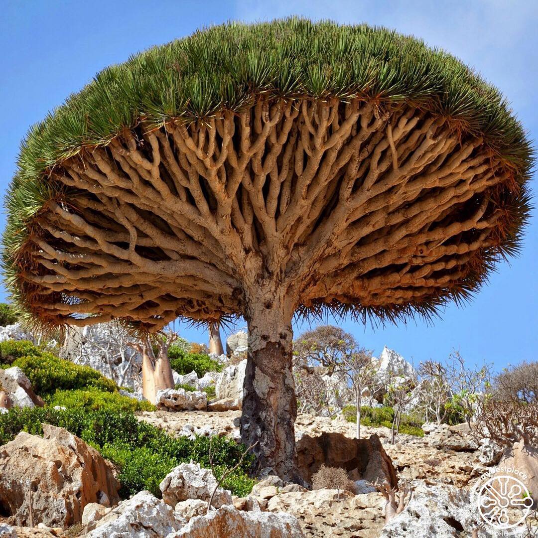 Plant FAQs Dracaena Cinnabari plant-faqs-dracaena-cinnabari