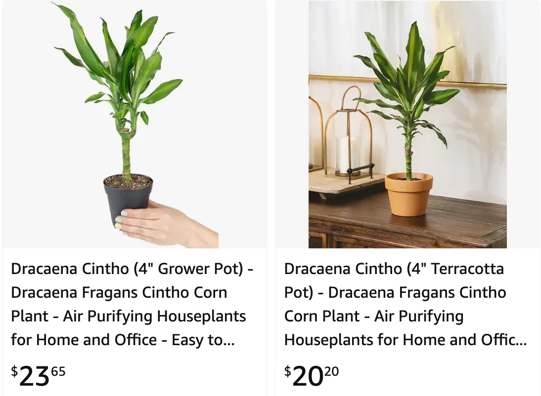 Dracaena Cintho | Monsteraholic