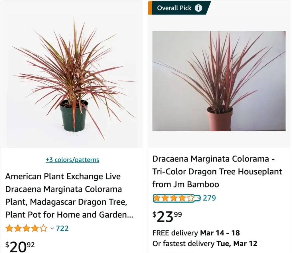 Dracaena Colorama | Monsteraholic