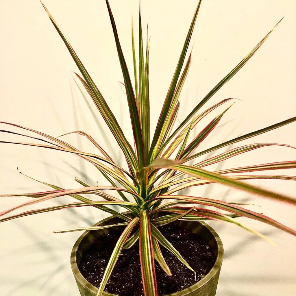 Dracaena Colorama