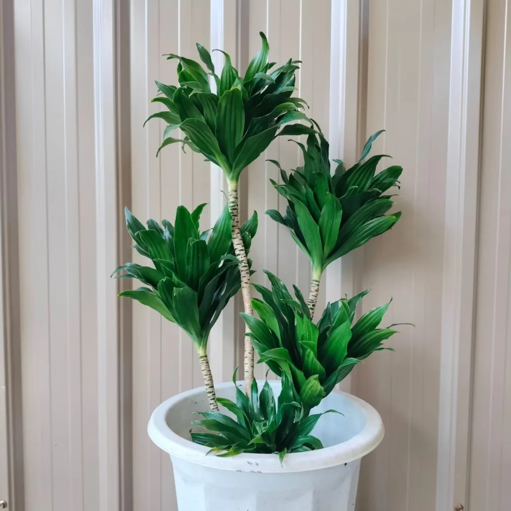 Dracaena Compacta