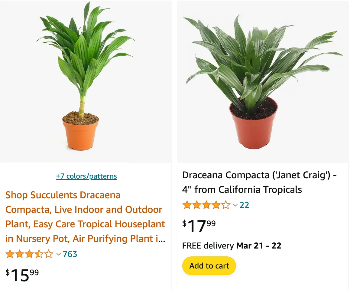 Dracaena Compacta | Monsteraholic