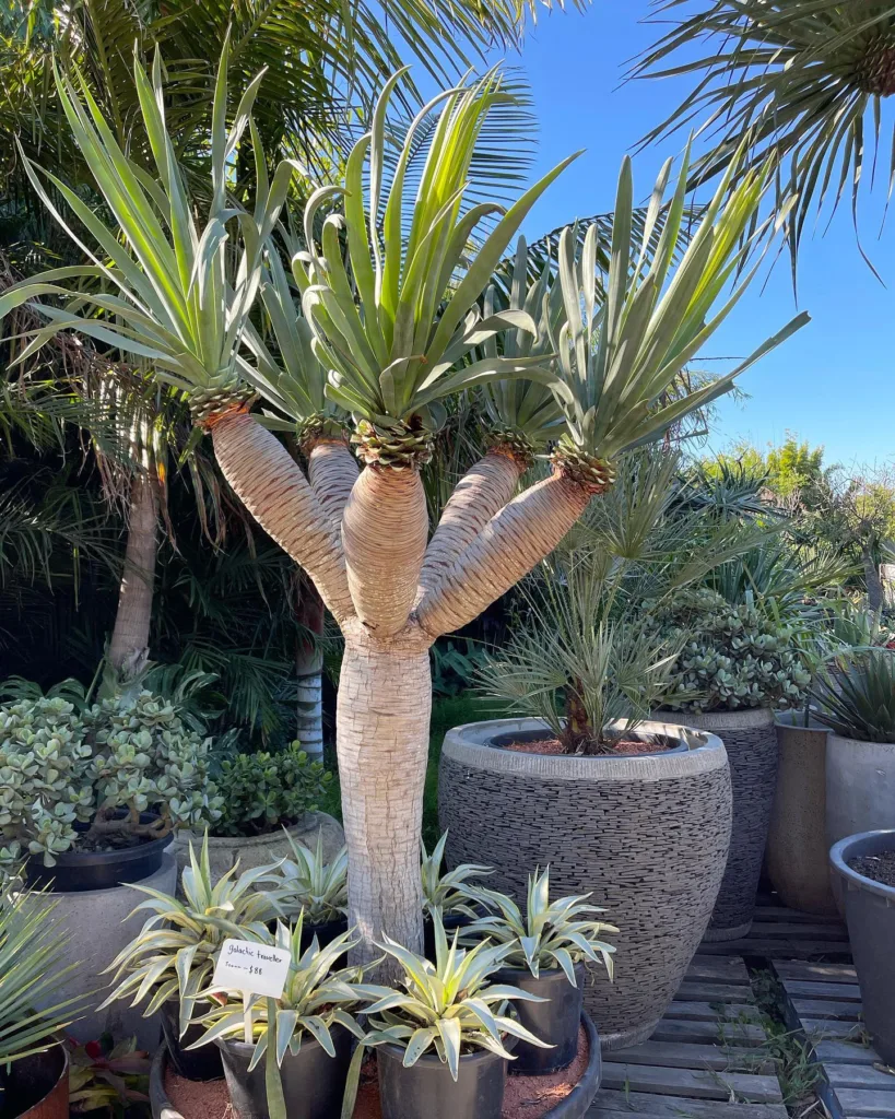 Dracaena Draco