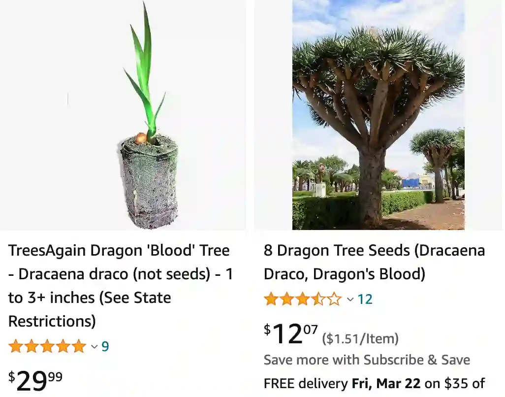 Dracaena Draco | Monsteraholic