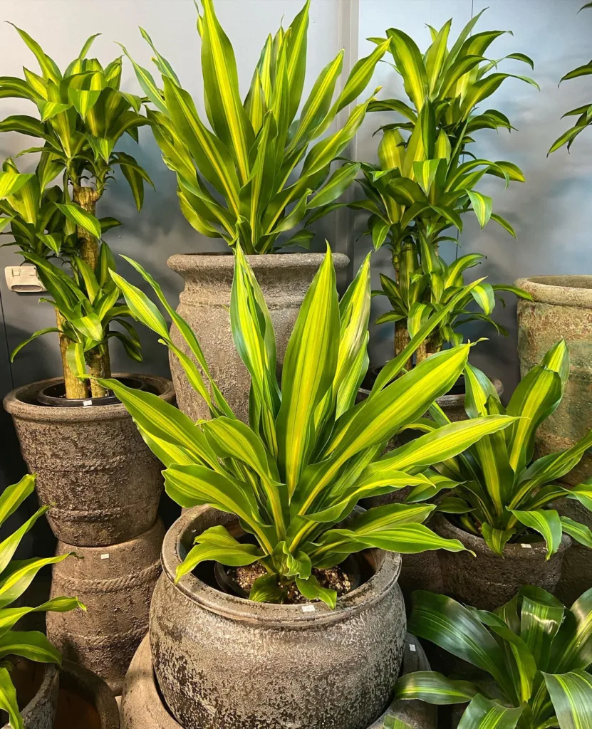 Dracaena Golden Heart