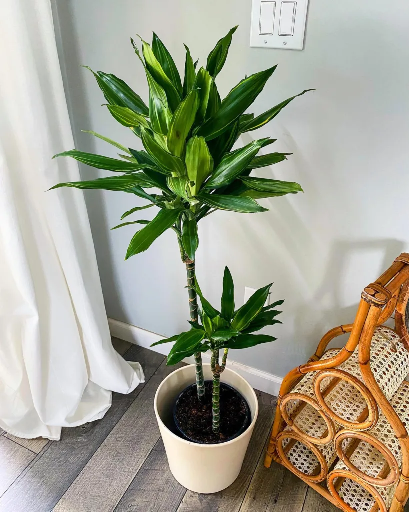 Dracaena Janet Craig