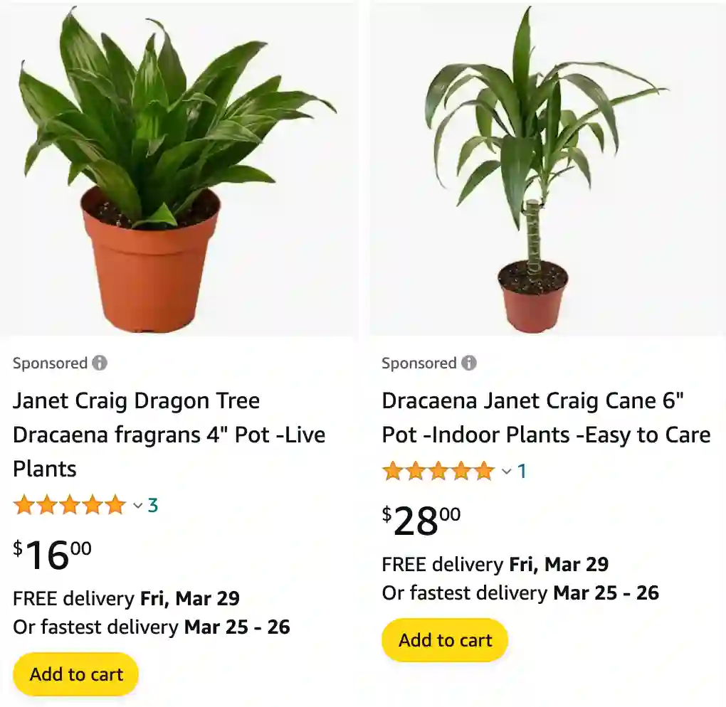 Dracaena Janet Craig | Monsteraholic