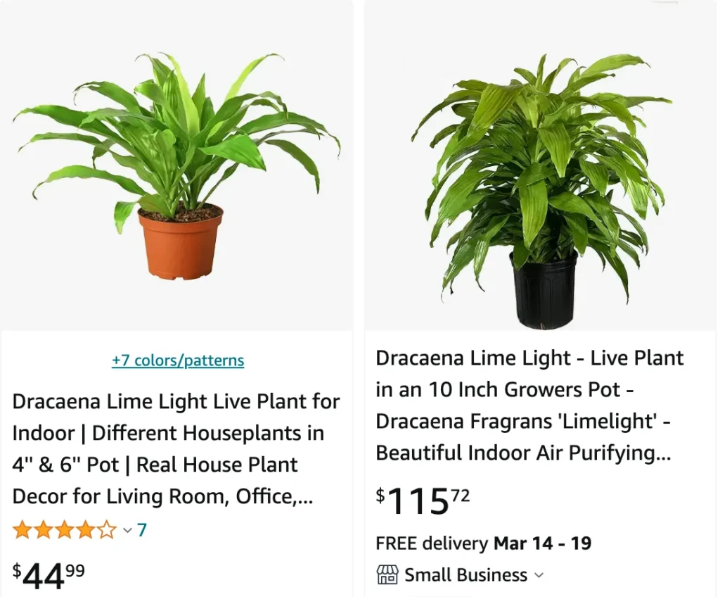 Dracaena Limelight | Monsteraholic