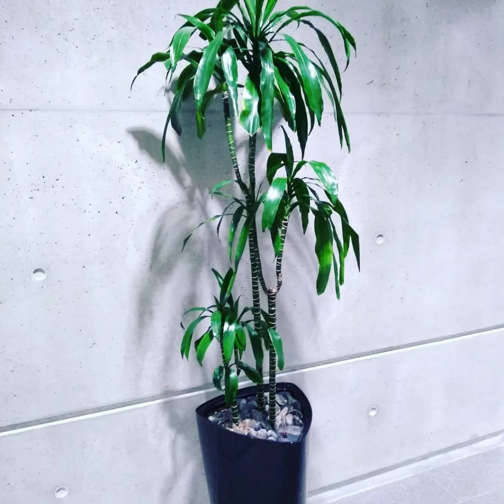 Dracaena Lisa